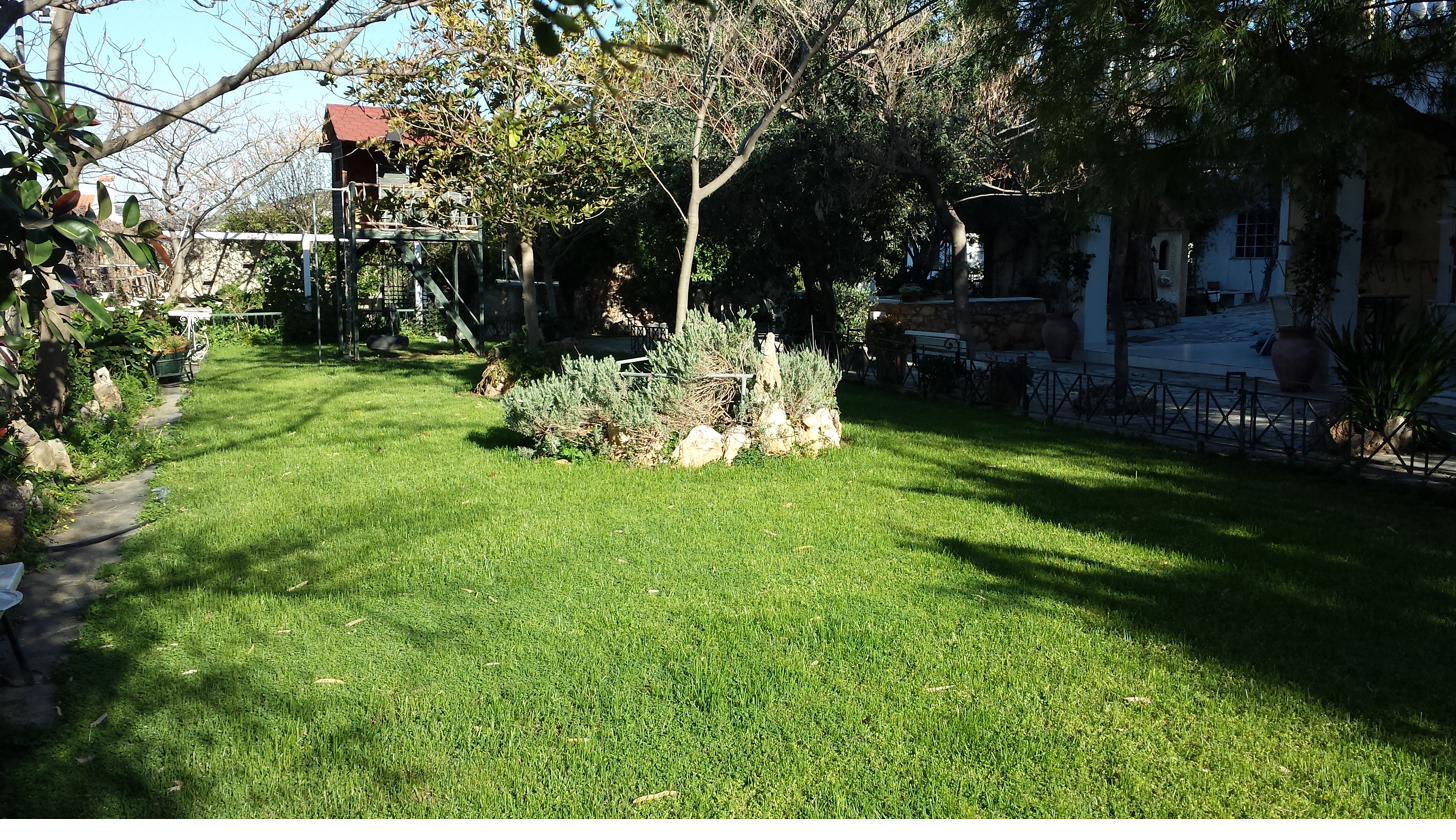 Lawn and trees in the garden